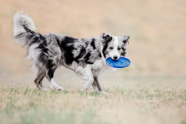 Dog running. Dog catches a flying disc. Dog sport