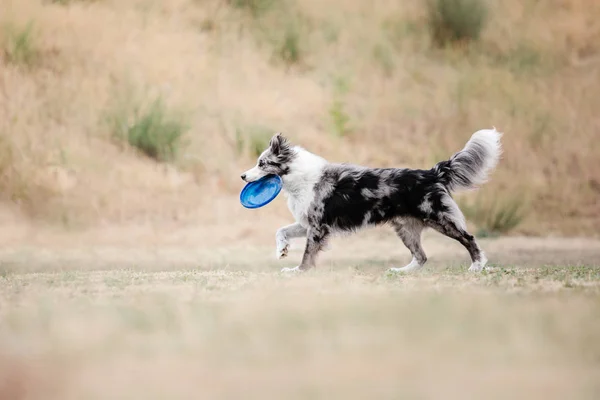Dog running. Dog catches a flying disc. Dog sport