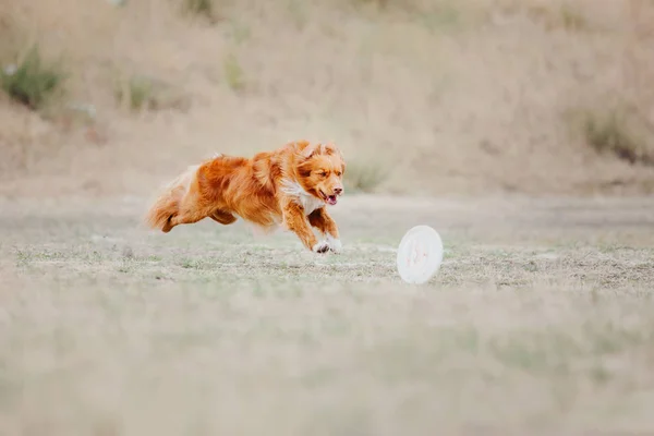 Dog Running Dog Catches Flying Disc Dog Sport — Stock Photo, Image