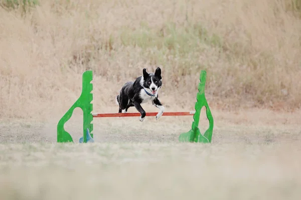 Dog running. Dog catches a flying disc. Dog sport