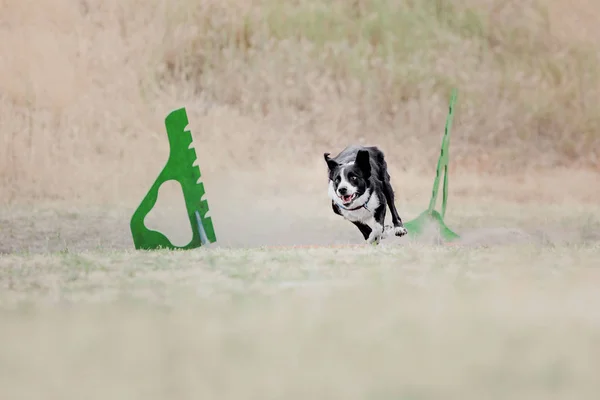 Dog running. Dog catches a flying disc. Dog sport