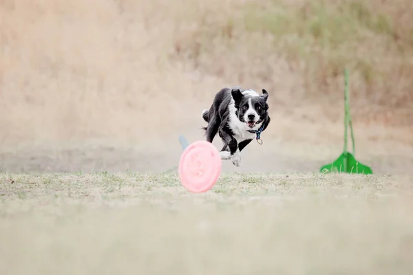 Anjing Berlari Anjing Menangkap Disk Terbang Olahraga Anjing — Stok Foto