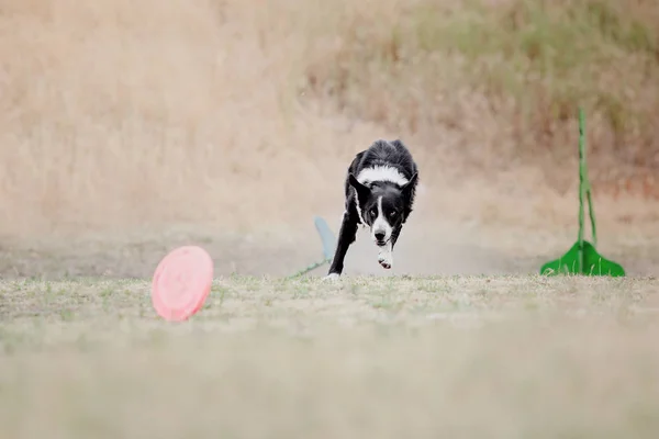 Perro Corriendo Perro Atrapa Disco Volador Deporte Perro — Foto de Stock