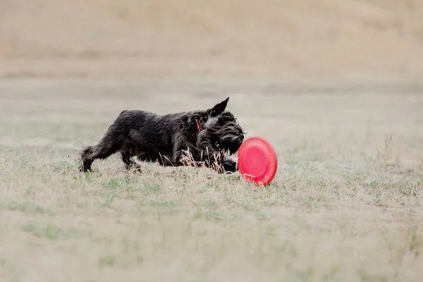 Anjing Berlari Anjing Menangkap Disk Terbang Olahraga Anjing — Stok Foto