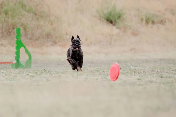 走っている犬 フライング ディスクをキャッチします 犬のスポーツ — ストック写真