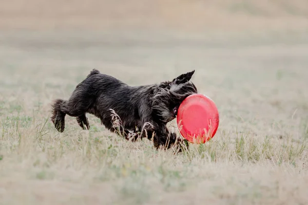 Dog running. Dog catches a flying disc. Dog sport