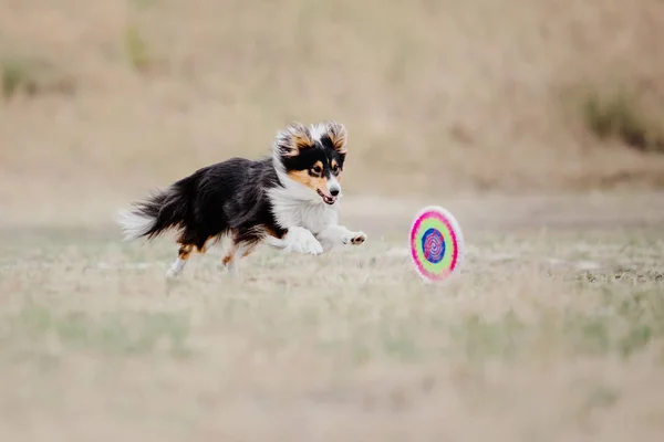 Dog running. Dog catches a flying disc. Dog sport