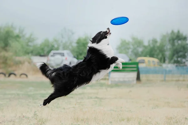 Dog running. Dog catches a flying disc. Dog sport