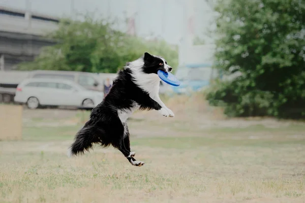 Собака Біжить Собака Ловить Літаючий Диск Собачий Спорт — стокове фото