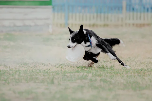 Hund Som Kör Hund Fångar Flygande Skiva Hund Sport — Stockfoto