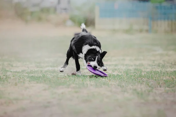 Perro Corriendo Perro Atrapa Disco Volador Deporte Perro — Foto de Stock