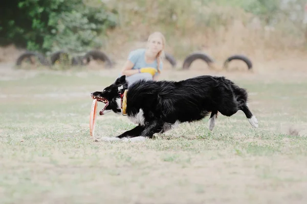 Dog running. Dog catches a flying disc. Dog sport