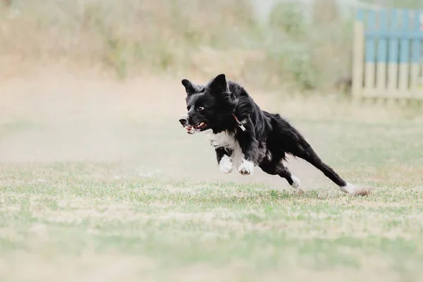 Dog running. Dog catches a flying disc. Dog sport