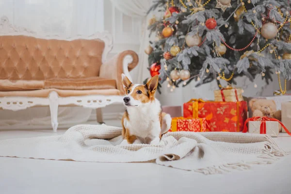 Dogs on Christmas background. New Year`s gifts. Christmas tree. Winter holidays — Stock Image Dogs Christmas Background New Year Gifts Christmas Tree Winter Holidays Stock Picture