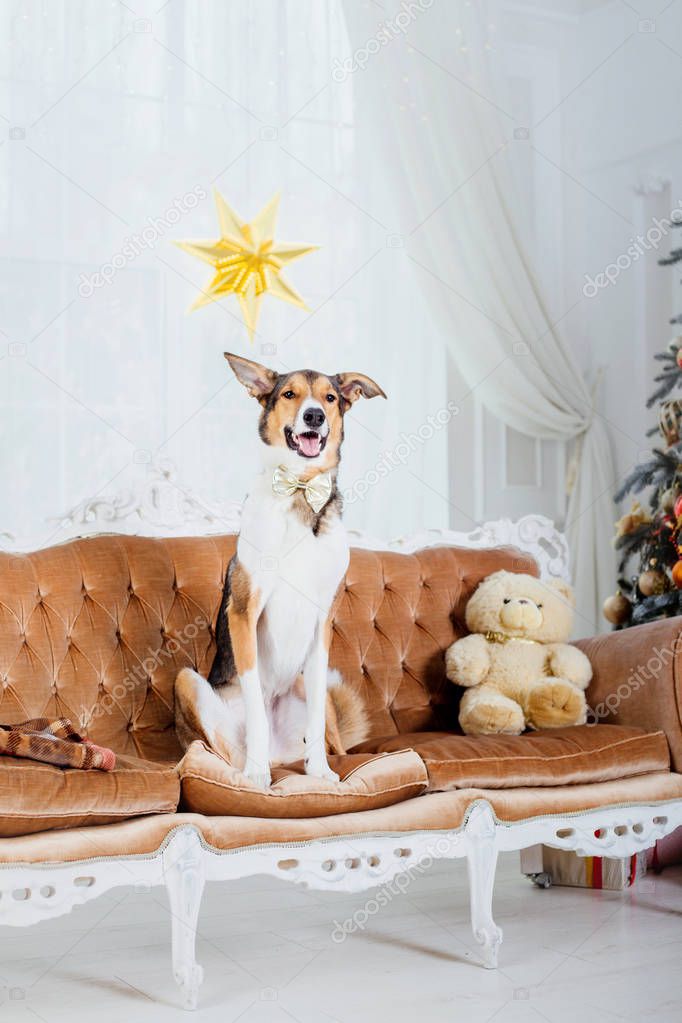 Dogs on Christmas background. New Year`s gifts. Christmas tree. Winter holidays