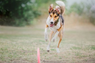 Çalışan köpek. Köpek uçan bir disk yakalar. Köpek spor