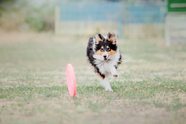Çalışan köpek. Köpek uçan bir disk yakalar. Köpek spor