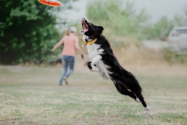 Plastik bir disk yakalama border collie köpek