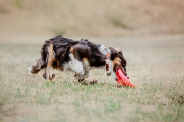 Plastik bir disk yakalama border collie köpek