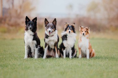 Grup 4 köpek parkta oturan