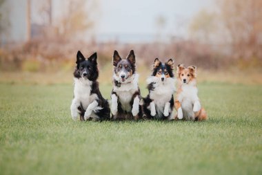 Grup 4 köpek parkta oturan