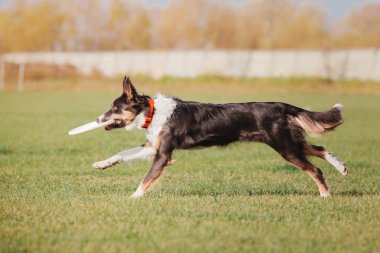 Plastik bir disk yakalama border collie köpek