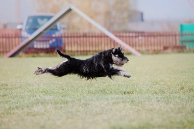 Çalışan köpek. Köpek uçan bir disk yakalar. Köpek spor