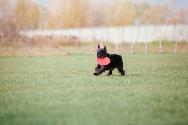 Çalışan köpek. Köpek uçan bir disk yakalar. Köpek spor