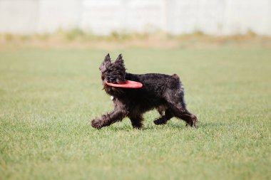 Çalışan köpek. Köpek uçan bir disk yakalar. Köpek spor