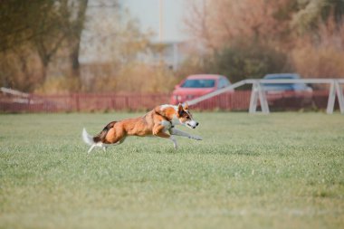 Çalışan köpek. Köpek uçan bir disk yakalar. Köpek spor