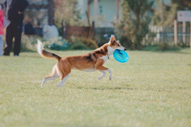 Çalışan köpek. Köpek uçan bir disk yakalar. Köpek spor