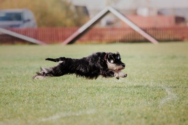 Çalışan köpek. Köpek uçan bir disk yakalar. Köpek spor
