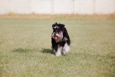 Çalışan köpek. Köpek uçan bir disk yakalar. Köpek spor