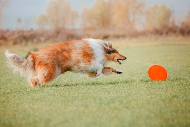 Uçan bir disk Collie köpek yakalar