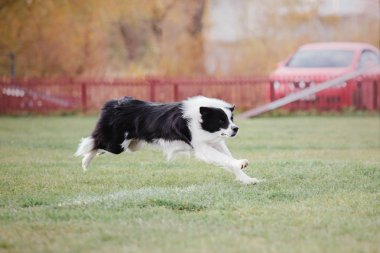 Plastik bir disk yakalama border collie köpek