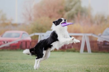 Plastik bir disk yakalama border collie köpek