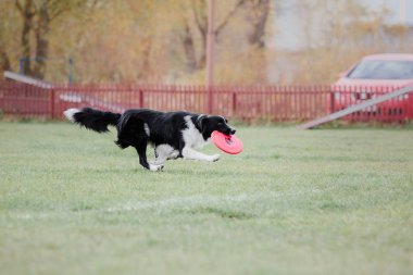 Plastik bir disk yakalama border collie köpek