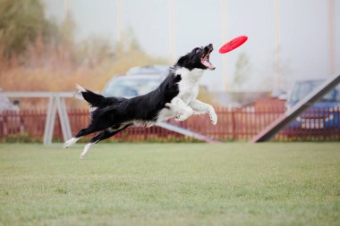 Plastik bir disk yakalama border collie köpek