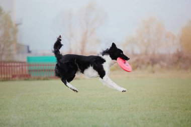 Plastik bir disk yakalama border collie köpek