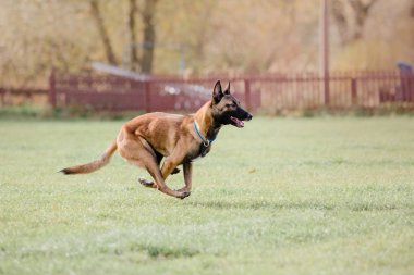 Belçika çoban Malinois köpek