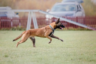 Belçika çoban Malinois köpek