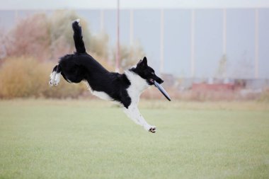 Plastik bir disk yakalama border collie köpek