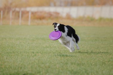 Plastik bir disk yakalama border collie köpek