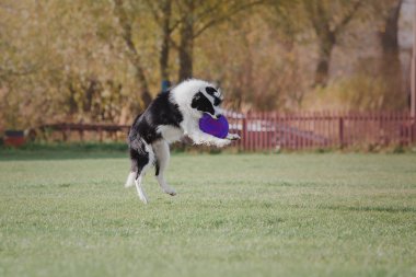 Plastik bir disk yakalama border collie köpek