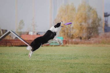 Plastik bir disk yakalama border collie köpek