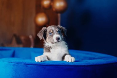 Şirin bir çoban köpeği yavrusu