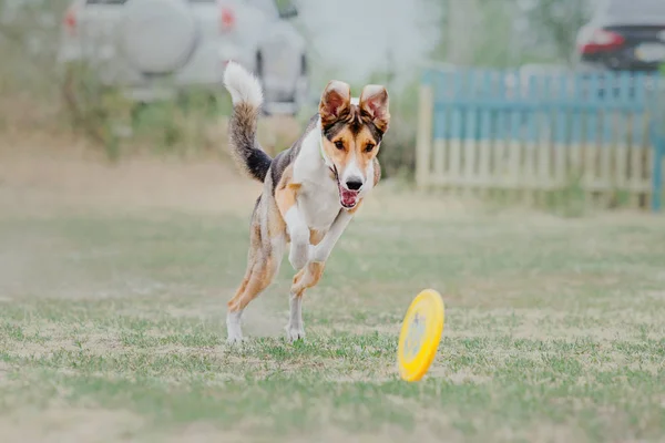Pies Biegnąc Pies Połowy Pod Płytę Pies Sport — Zdjęcie stockowe