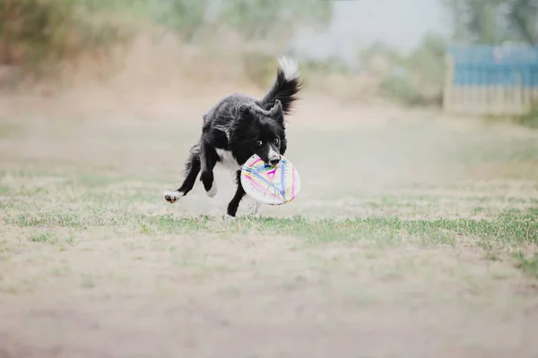 Dog running. Dog catches a flying disc. Dog sport