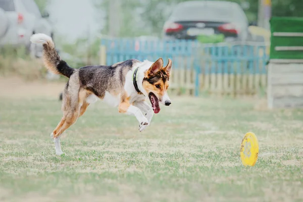 Hunderennen Hund Fängt Eine Fliegende Scheibe Hundesport — Stockfoto