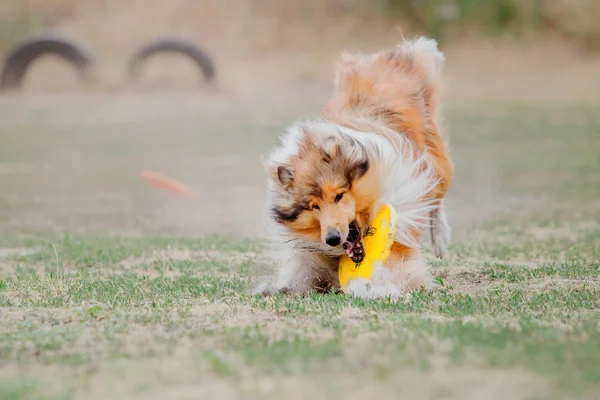 Collie Hond Vangt Een Vliegende Schijf — Stockfoto